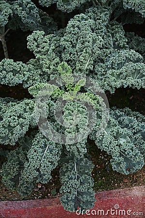 Curly kale Stock Photo