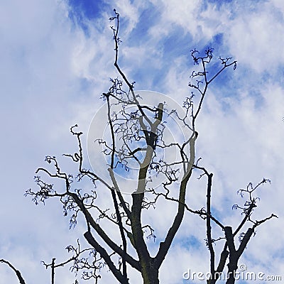 Curly leafless tree Stock Photo