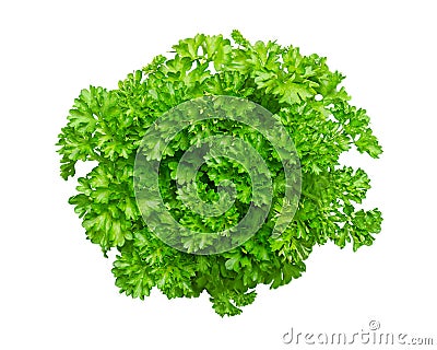 Bunch of fresh curly parsley, curly leaf parsley, isolated, from above Stock Photo