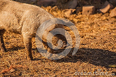 Curly pig of Hungarian breed Mangalitsa. mangalitsas curly hair hogs Stock Photo