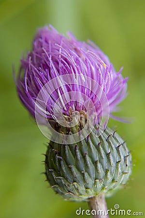 Curly purple thistle thistle on blurry background close-up. Selective focus Stock Photo