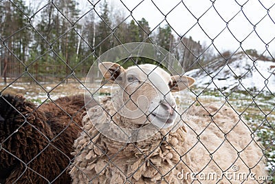 curly sheep behind bars sad eyes begging to eat Stock Photo