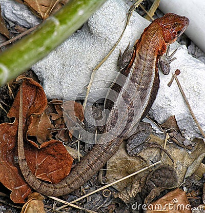 Curly Tail Lizard Stock Photo