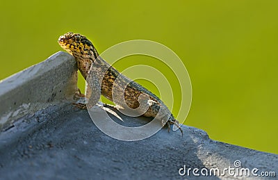 Curly tail lizard Stock Photo