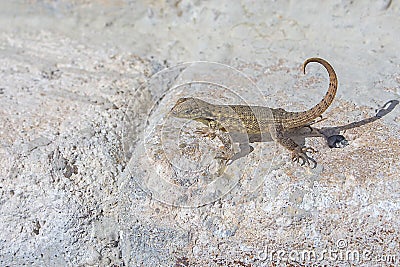 Curly Tail Lizard Stock Photo