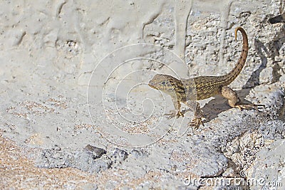 Curly Tail Lizard Stock Photo