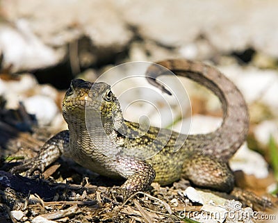 Curly Tail Lizzard Grand Bahama Island Stock Photo