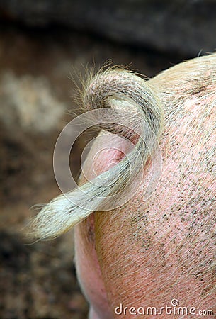 The curly tail of a pig Stock Photo