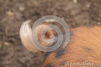 Curly Tail of a Pig. Stock Photo
