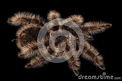 Curlyhair Tarantula Brachypelma albopilosum Stock Photo