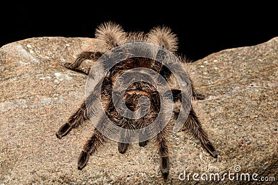 Curlyhair Tarantula Brachypelma albopilosum Stock Photo