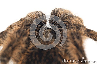 Curlyhair Tarantula Brachypelma albopilosum Isolated on white Stock Photo