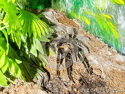 Curlyhair tarantula on the ground Stock Photo