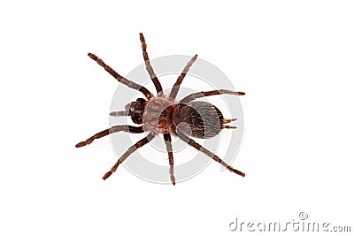 Curlyhair tarantula overhead view Stock Photo