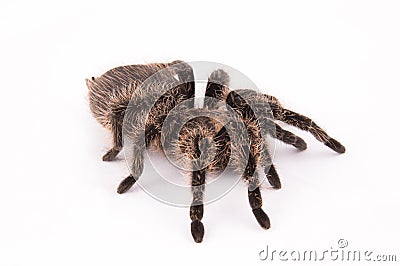 Curlyhair tarantula spider Stock Photo