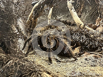 The Curlyhair tarantula, Tliltocatl albopilosus a big spider. Stock Photo