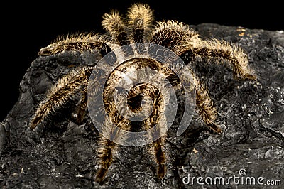 Curlyhair tarantula (Tliltocatl albopilosus) Stock Photo