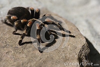 Curlyhair tarantula on rock Stock Photo