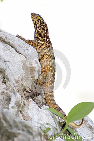 Curlytail Lizard Stock Photo