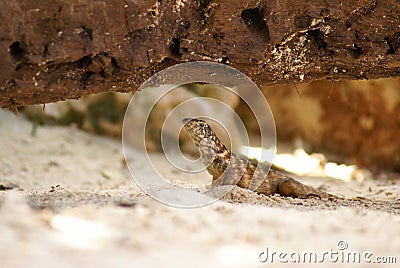 Curlytail Lizard Stock Photo