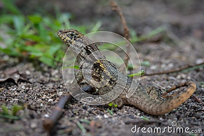 Curlytail Lizard on the ground Stock Photo