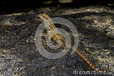 Curlytail lizard, palm beach Stock Photo