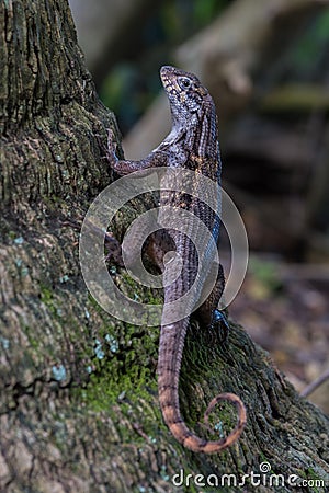Curlytail Lizard in a tree Stock Photo