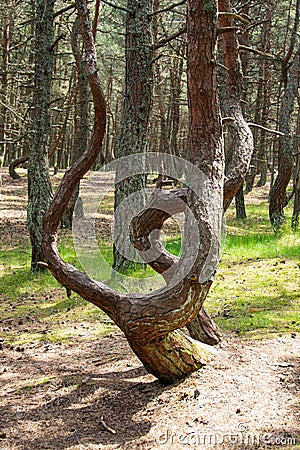 Curonian spit. Dancing pines. Tilted, curved and twisted pine trunks. Dancing forest local landmark located on dune Round Stock Photo