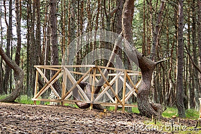 Curonian spit. Dancing pines. Tilted, curved and twisted pine trunks. Dancing forest local landmark Stock Photo
