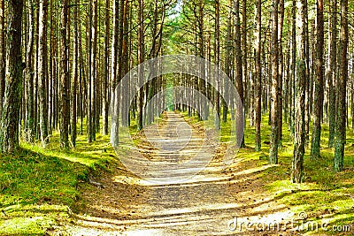 Curonian Spit Forest Path Stock Photo