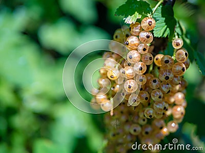 Currant branch. Berries green currants in the garden Stock Photo