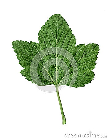 Currant green leaf Stock Photo