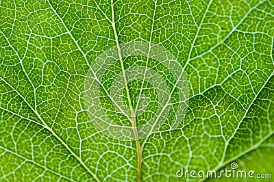 Currant green leaf texture macro Stock Photo