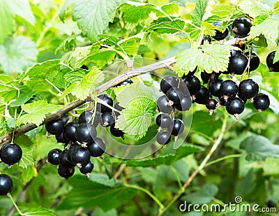 Currant plant. Black currants on a branch in the garden. Stock Photo