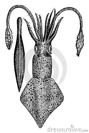 Current cuttlefish and ossicles, vintage engraving Vector Illustration