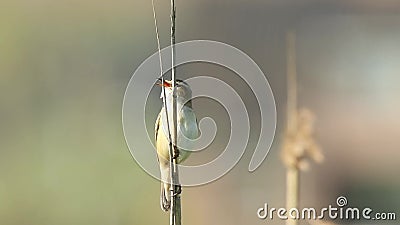 Curruca de juncia, schoenobaenus del Acrocephalus, cantando almacen de video Curruca de juncia, schoenobaenus del Acrocephalus, cantando almacen de video