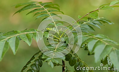 Curry leaf, curry tree Stock Photo