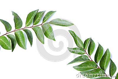 Curry leaves, Murraya koenigii on white background, Ayurvedic herbal leaf Stock Photo