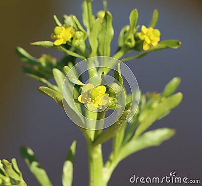 Cursed buttercup (Ranunculus sceleratus) Stock Photo