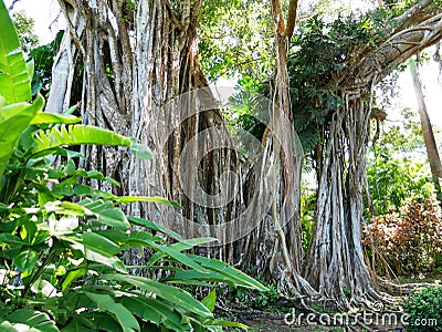 Cursed fig tree root in Deshaies botanical garden on Basse-Terre in Guadeloupe Stock Photo