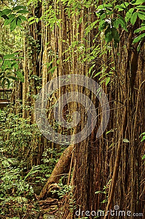 Curtain Fig Tree Stock Photo