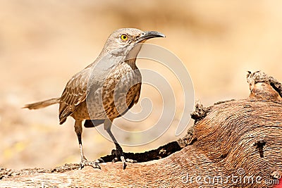 Curve Billed Thrasher Stock Photo