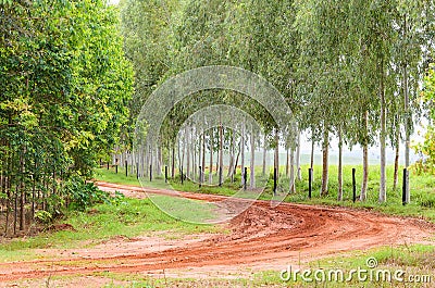 Curve on dirt road of a farm with tire tracks on ground Stock Photo