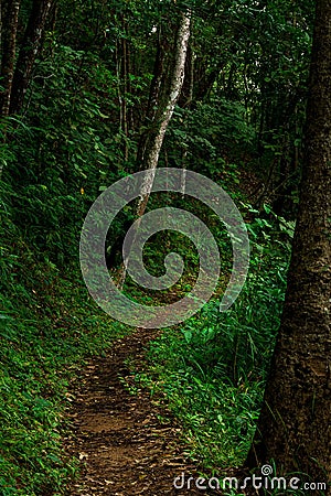 Curve path in rain forest landscape background Stock Photo