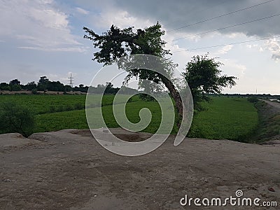 Curve tree with green fields in cloudy weather Stock Photo