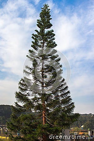 Curve tree in Indian state Stock Photo