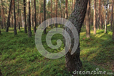 The curve of a tree trunk Stock Photo