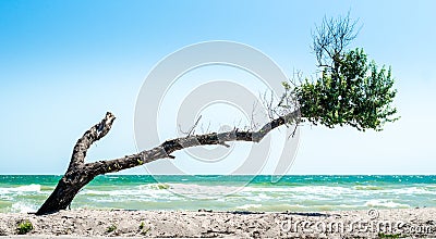 Curved broken tree with dry twigs and green leaves on the beach Stock Photo