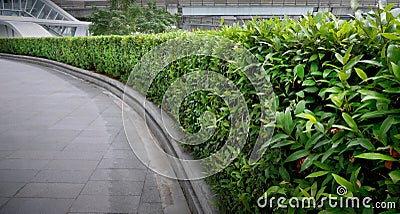 Curved Bush Fence Along the Walkway Stock Photo