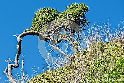 Curved bush shaped by the wind and elements Stock Photo